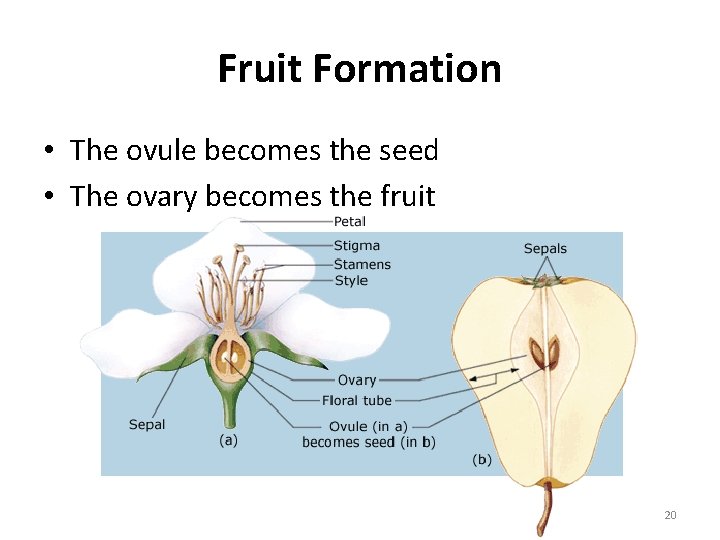 Fruit Formation • The ovule becomes the seed • The ovary becomes the fruit