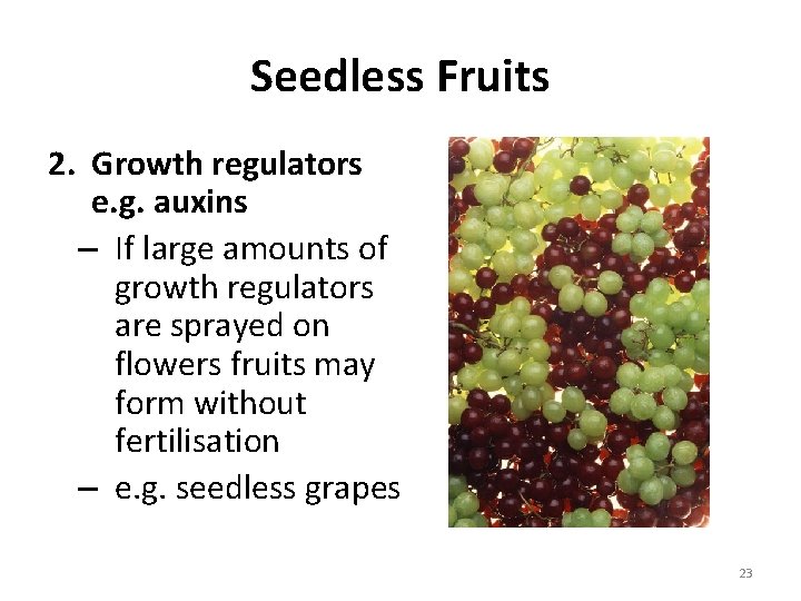 Seedless Fruits 2. Growth regulators e. g. auxins – If large amounts of growth