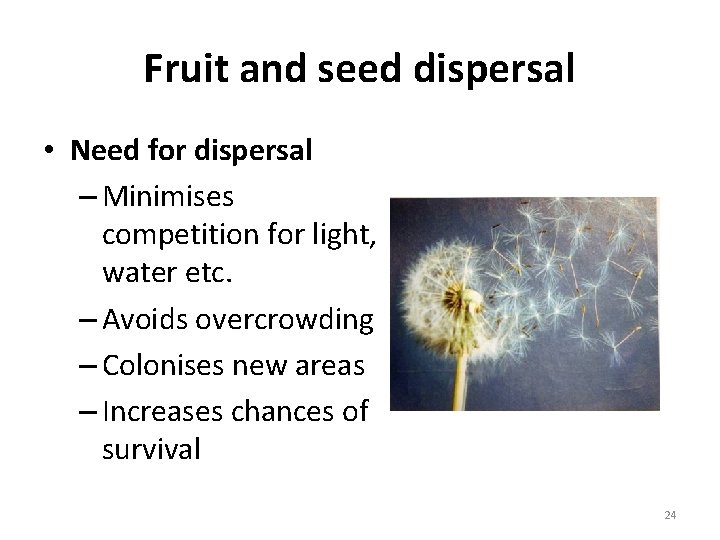 Fruit and seed dispersal • Need for dispersal – Minimises competition for light, water