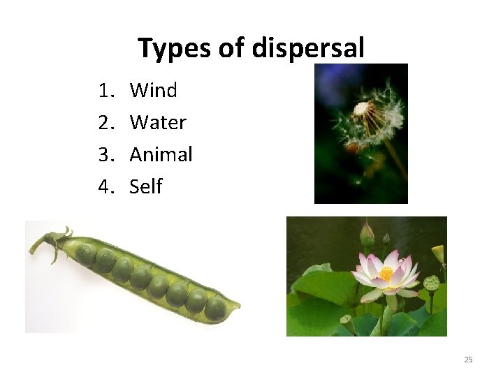 Types of dispersal 1. 2. 3. 4. Wind Water Animal Self 25 