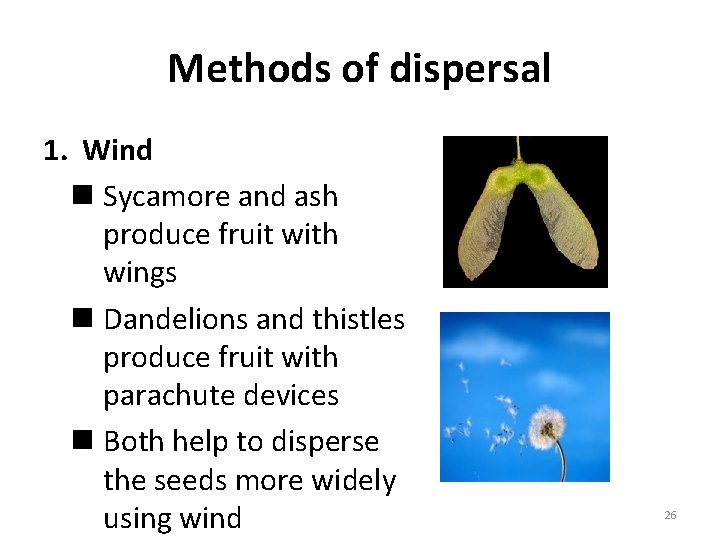 Methods of dispersal 1. Wind n Sycamore and ash produce fruit with wings n