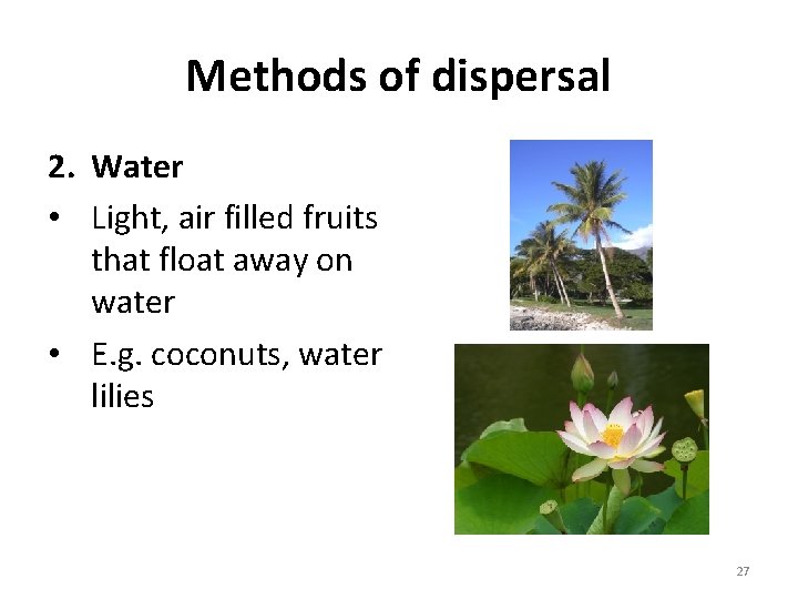 Methods of dispersal 2. Water • Light, air filled fruits that float away on