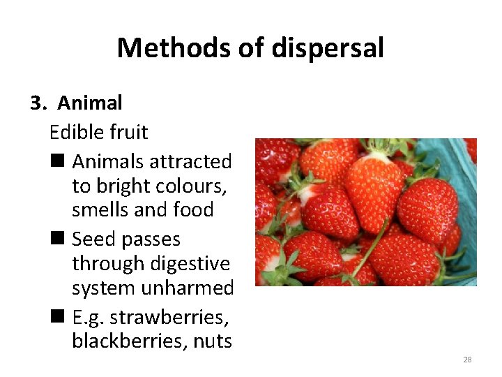 Methods of dispersal 3. Animal Edible fruit n Animals attracted to bright colours, smells