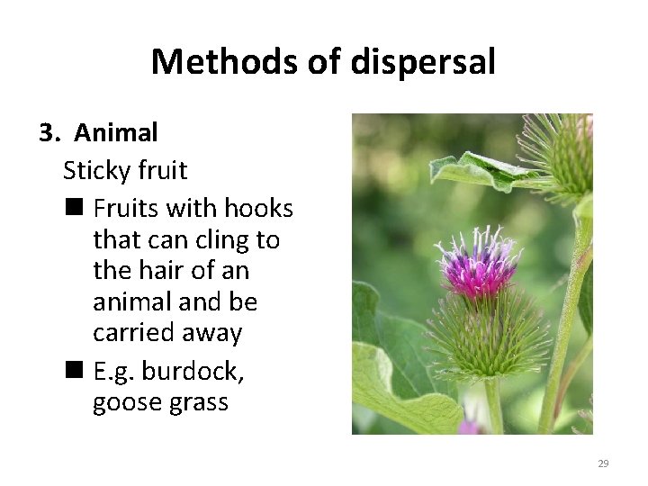 Methods of dispersal 3. Animal Sticky fruit n Fruits with hooks that can cling