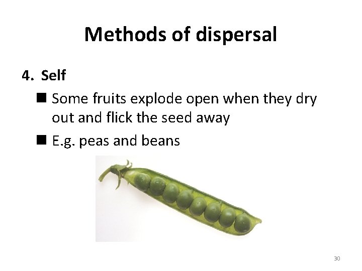 Methods of dispersal 4. Self n Some fruits explode open when they dry out