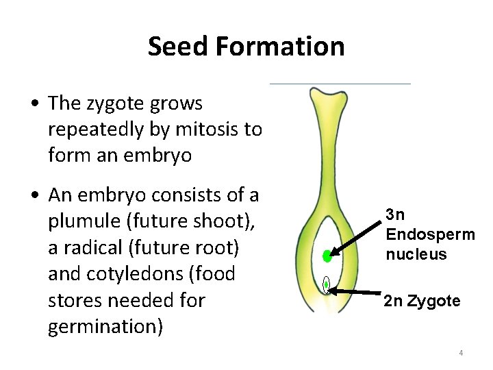 Seed Formation • The zygote grows repeatedly by mitosis to form an embryo •