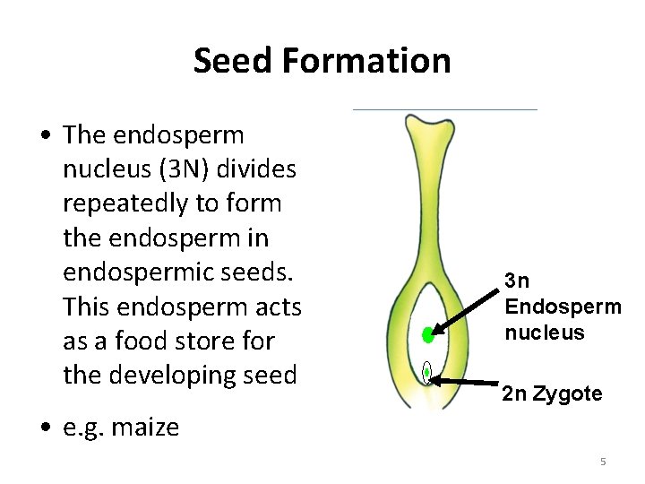 Seed Formation • The endosperm nucleus (3 N) divides repeatedly to form the endosperm