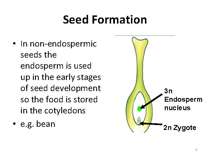 Seed Formation • In non-endospermic seeds the endosperm is used up in the early