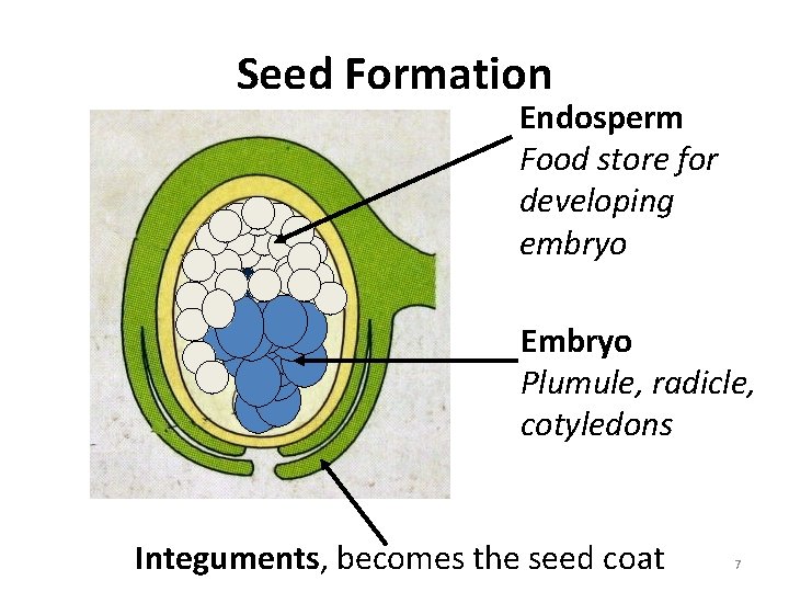 Seed Formation Endosperm Food store for developing embryo Embryo Plumule, radicle, cotyledons Integuments, becomes