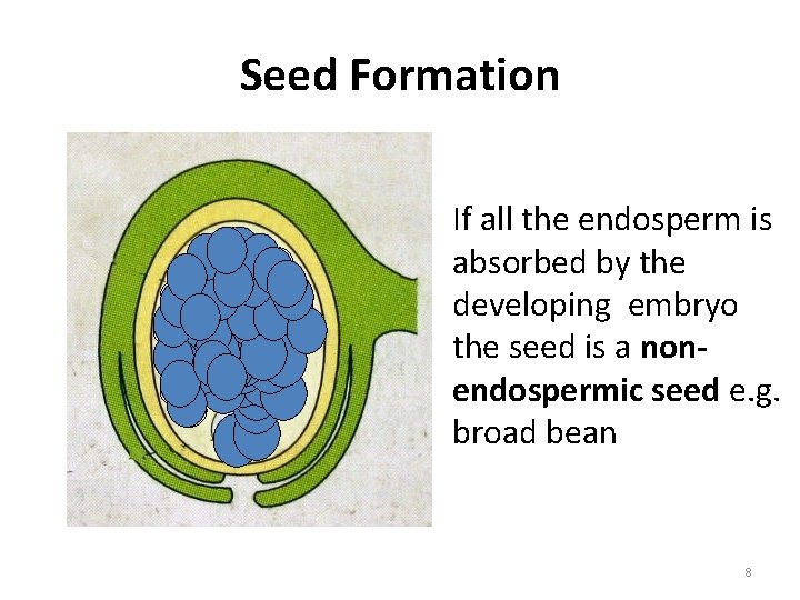 Seed Formation If all the endosperm is absorbed by the developing embryo the seed