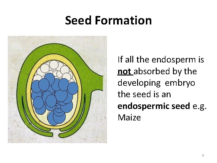 Seed Formation If all the endosperm is not absorbed by the developing embryo the