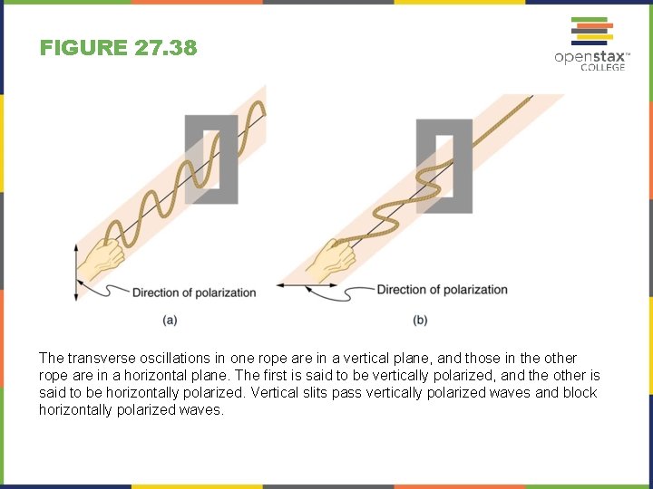 FIGURE 27. 38 The transverse oscillations in one rope are in a vertical plane,