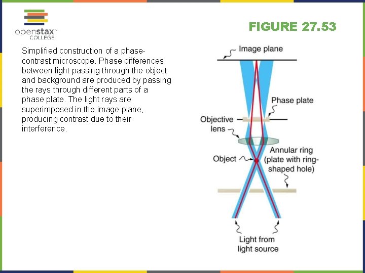 FIGURE 27. 53 Simplified construction of a phasecontrast microscope. Phase differences between light passing