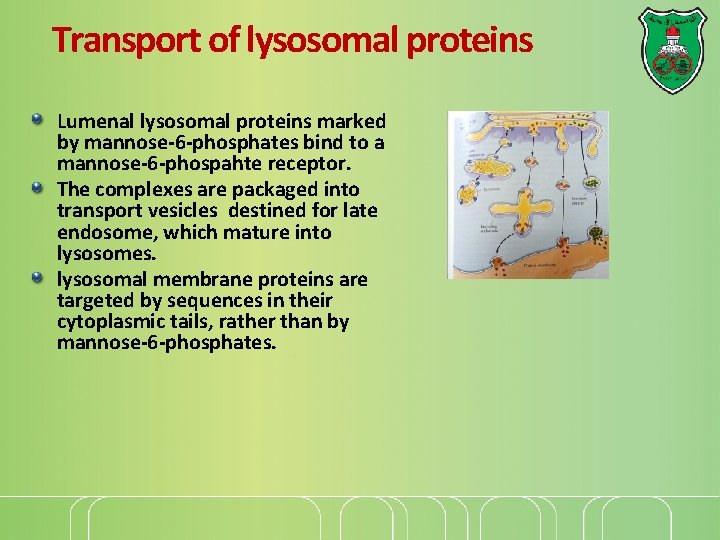 Transport of lysosomal proteins Lumenal lysosomal proteins marked by mannose-6 -phosphates bind to a