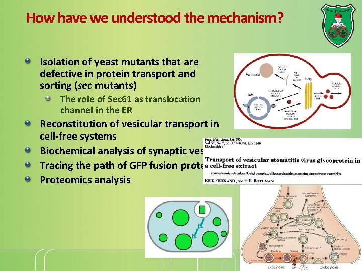 How have we understood the mechanism? Isolation of yeast mutants that are defective in
