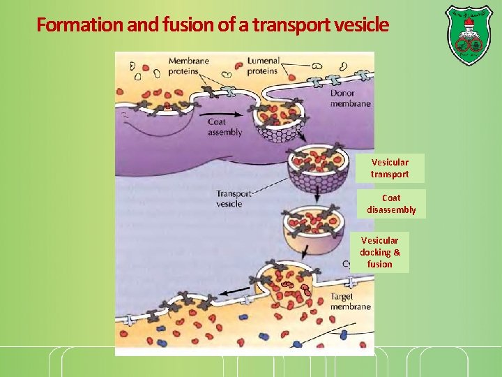 Formation and fusion of a transport vesicle Vesicular transport Coat disassembly Vesicular docking &