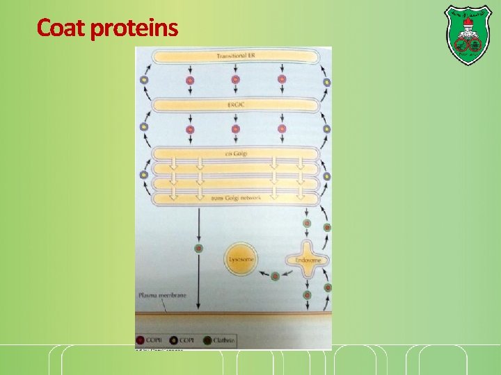 Coat proteins 