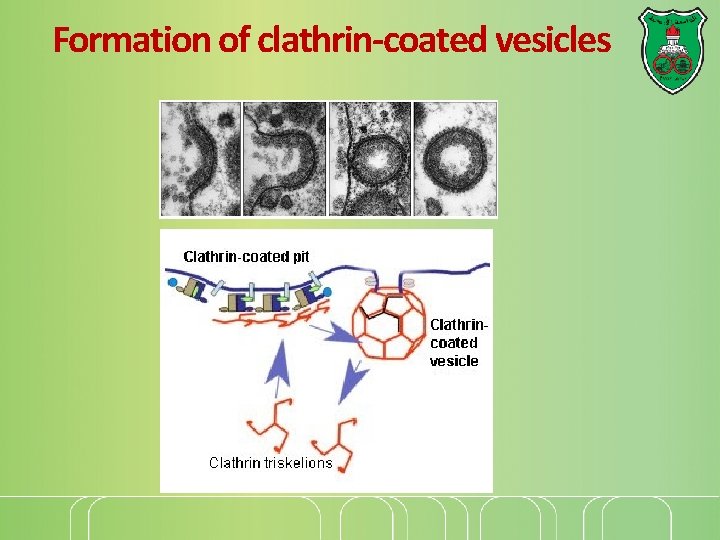 Formation of clathrin-coated vesicles 