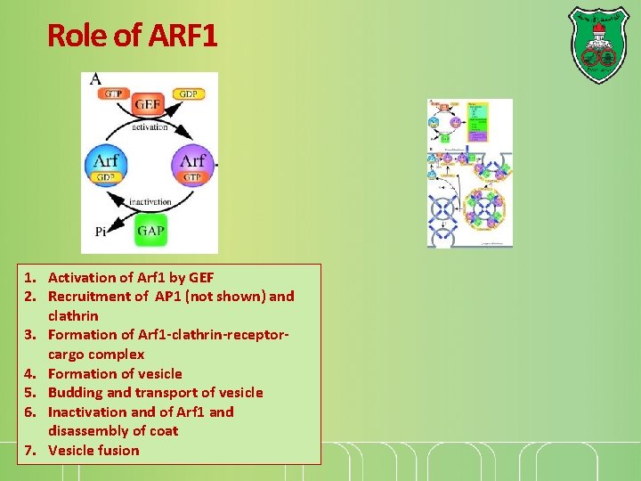 Role of ARF 1 1. Activation of Arf 1 by GEF 2. Recruitment of