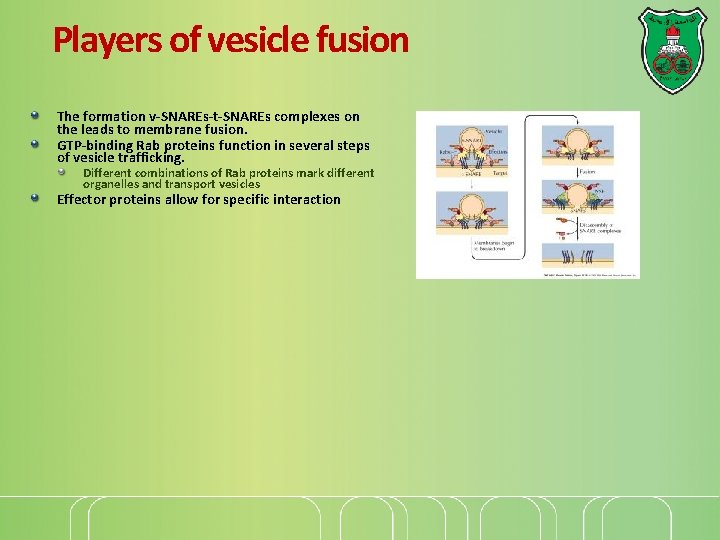 Players of vesicle fusion The formation v-SNAREs-t-SNAREs complexes on the leads to membrane fusion.