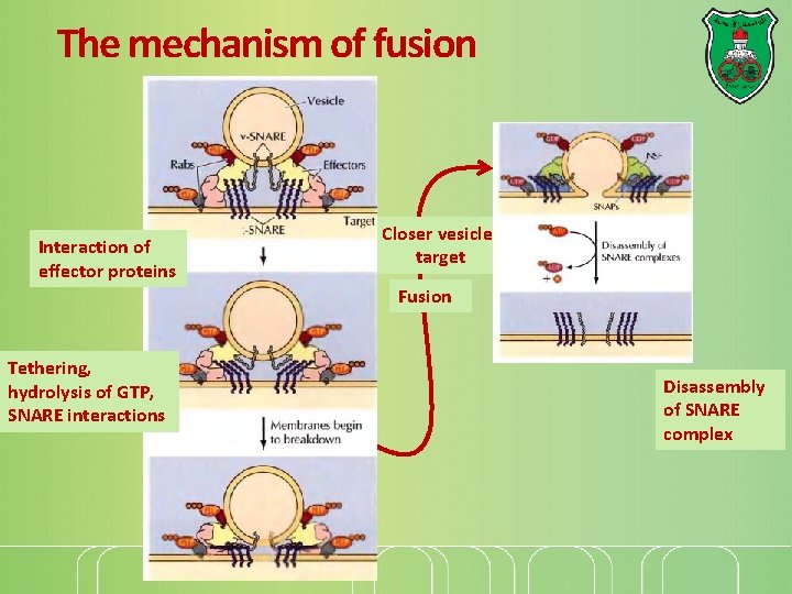 The mechanism of fusion Interaction of effector proteins Closer vesicletarget Fusion Tethering, hydrolysis of