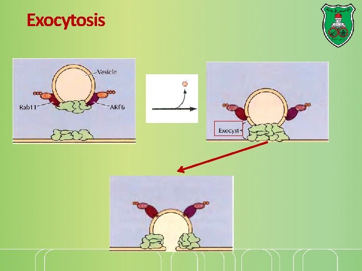 Exocytosis 