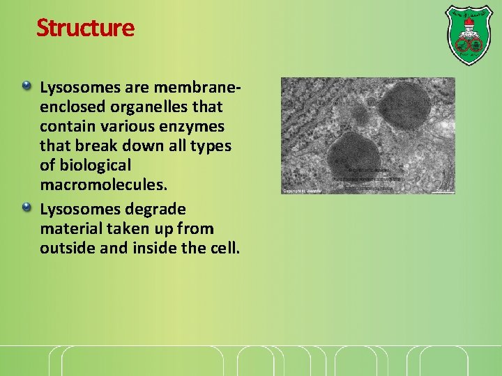 Structure Lysosomes are membraneenclosed organelles that contain various enzymes that break down all types