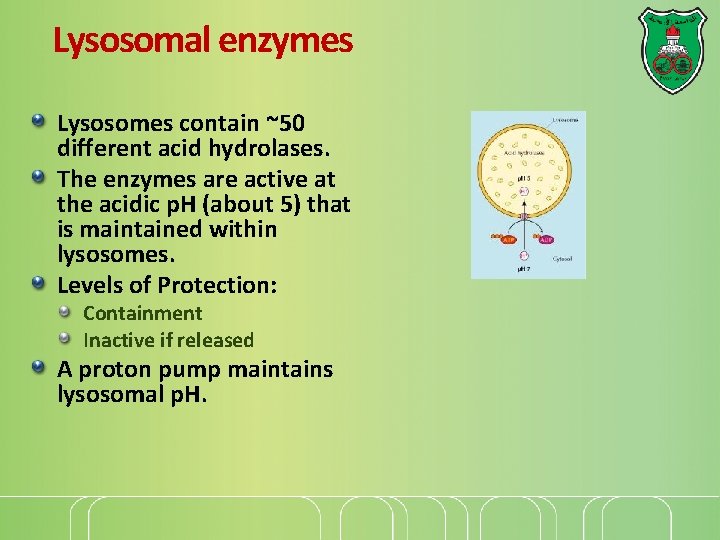 Lysosomal enzymes Lysosomes contain ~50 different acid hydrolases. The enzymes are active at the