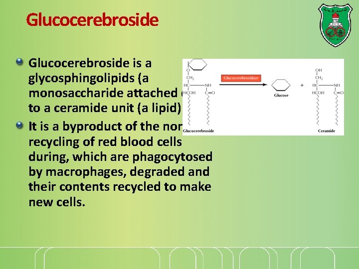 Glucocerebroside is a glycosphingolipids (a monosaccharide attached directly to a ceramide unit (a lipid)