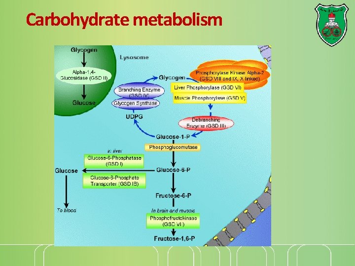 Carbohydrate metabolism 