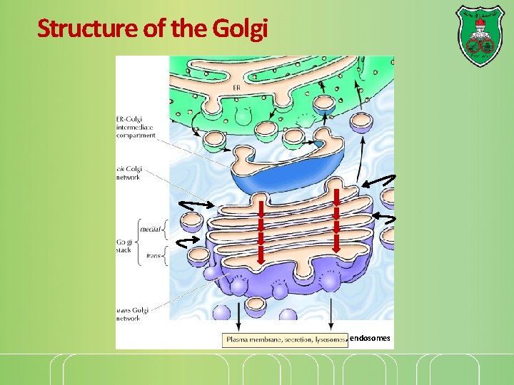 Structure of the Golgi , endosomes 