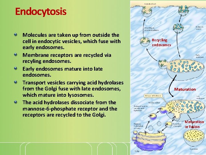 Endocytosis Molecules are taken up from outside the cell in endocytic vesicles, which fuse