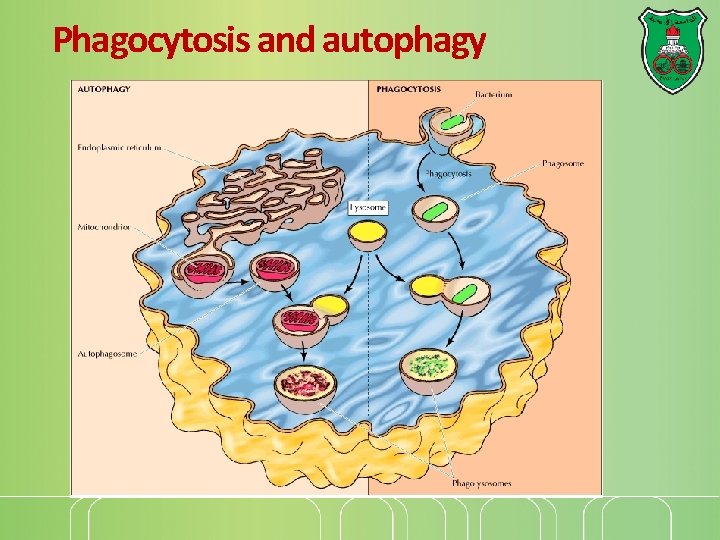 Phagocytosis and autophagy 