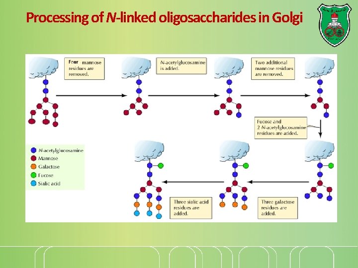 Processing of N-linked oligosaccharides in Golgi 