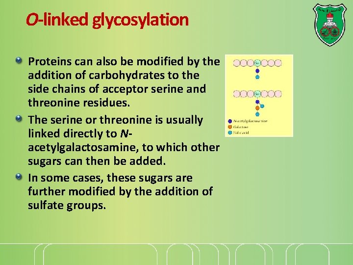 O-linked glycosylation Proteins can also be modified by the addition of carbohydrates to the