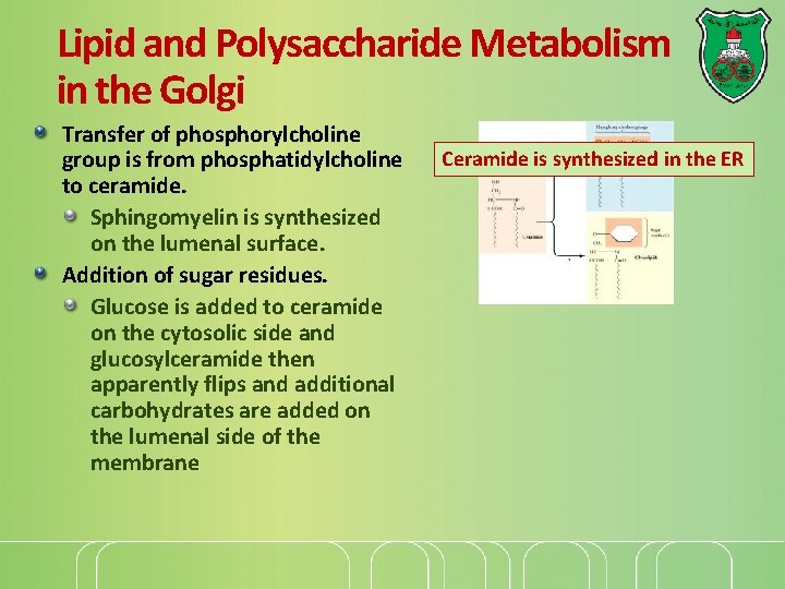 Lipid and Polysaccharide Metabolism in the Golgi Transfer of phosphorylcholine group is from phosphatidylcholine