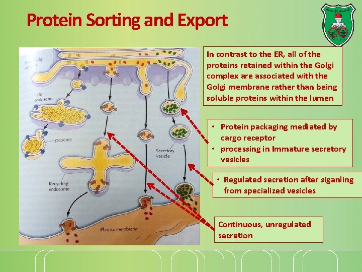 Protein Sorting and Export In contrast to the ER, all of the proteins retained