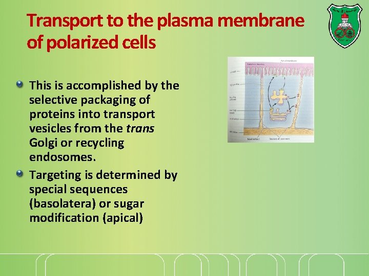 Transport to the plasma membrane of polarized cells This is accomplished by the selective