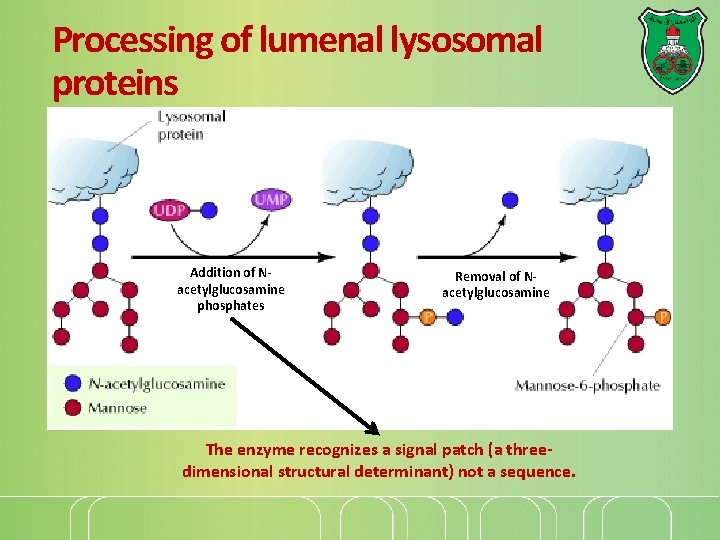 Processing of lumenal lysosomal proteins Addition of Nacetylglucosamine phosphates Removal of Nacetylglucosamine The enzyme