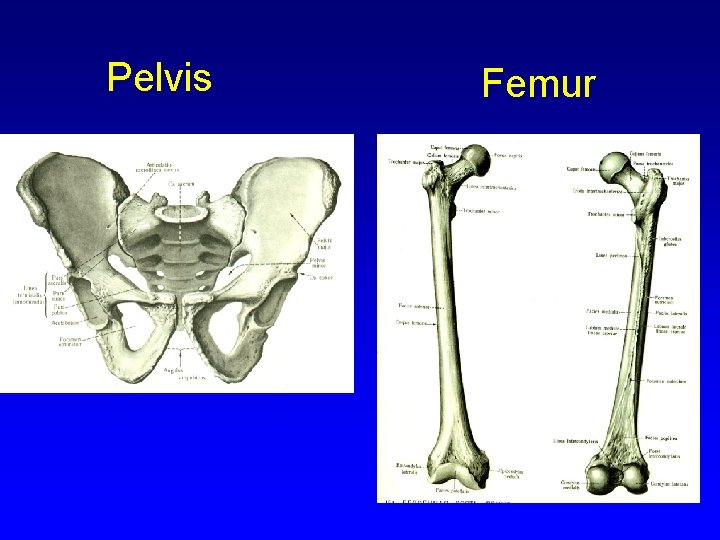 Pelvis Femur 