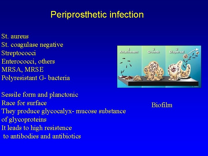 Periprosthetic infection St. aureus St. coagulase negative Streptococci Enterococci, others MRSA, MRSE Polyresistant G-
