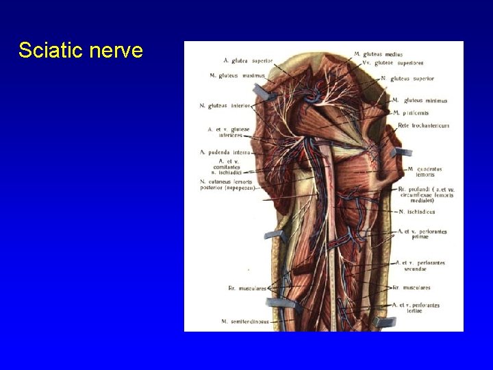 Sciatic nerve 