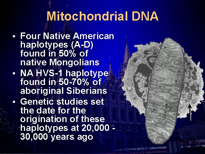 Mitochondrial DNA • Four Native American haplotypes (A-D) found in 50% of native Mongolians