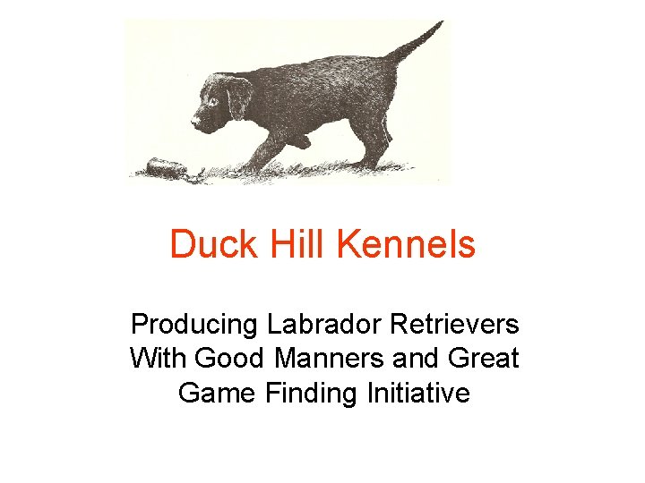 Duck Hill Kennels Producing Labrador Retrievers With Good Manners and Great Game Finding Initiative