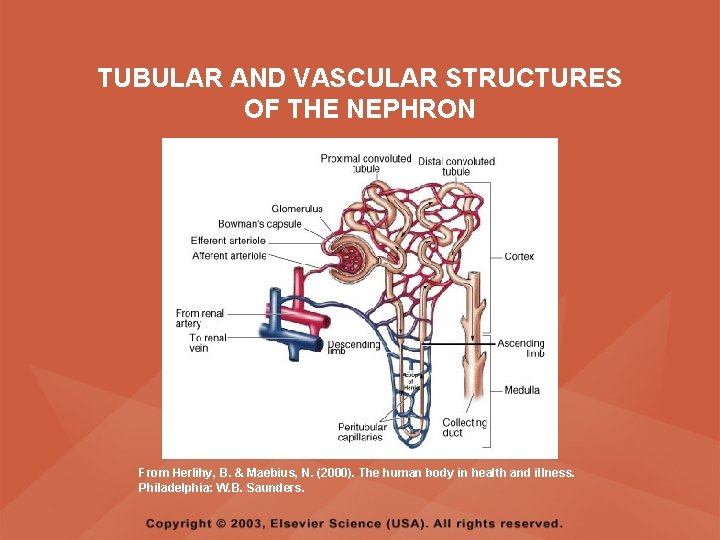 TUBULAR AND VASCULAR STRUCTURES OF THE NEPHRON From Herlihy, B. & Maebius, N. (2000).