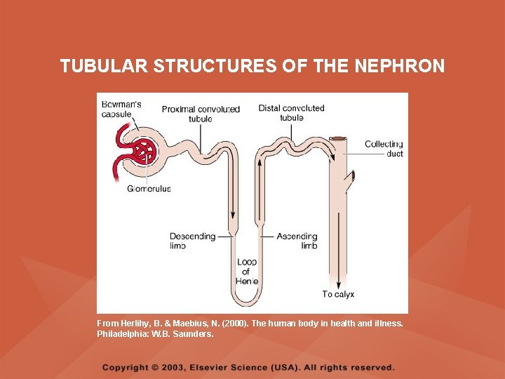 TUBULAR STRUCTURES OF THE NEPHRON From Herlihy, B. & Maebius, N. (2000). The human