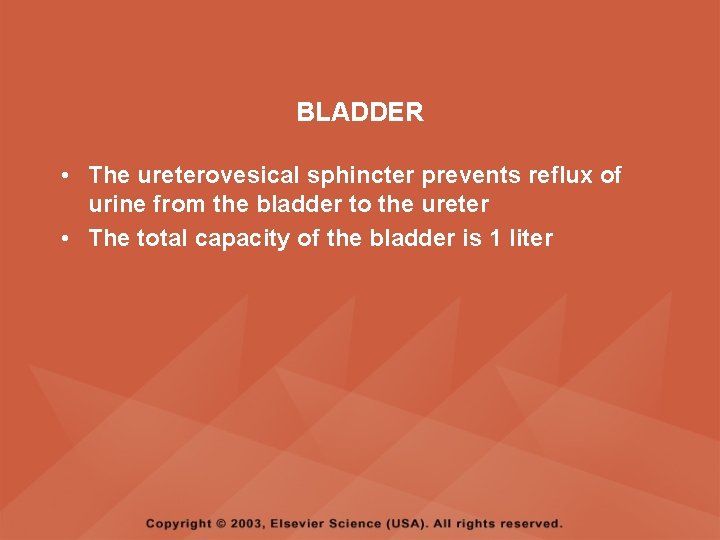 BLADDER • The ureterovesical sphincter prevents reflux of urine from the bladder to the