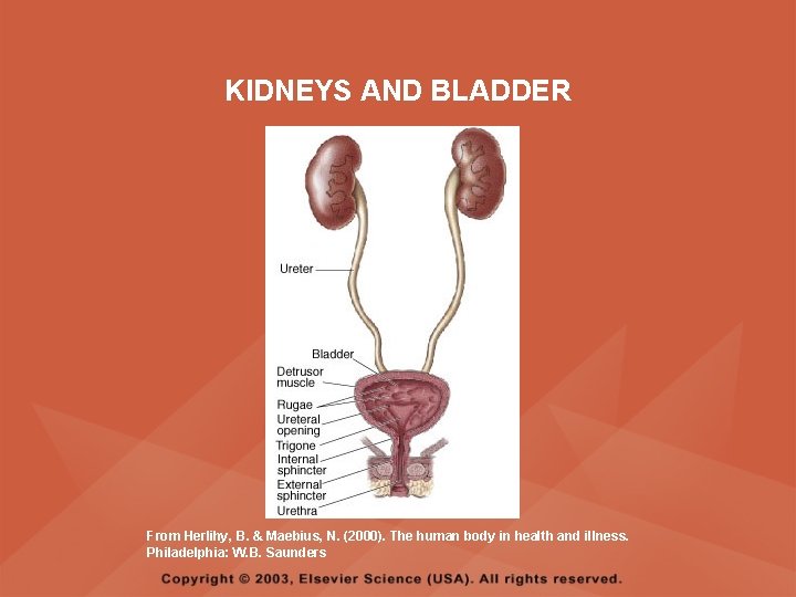KIDNEYS AND BLADDER From Herlihy, B. & Maebius, N. (2000). The human body in