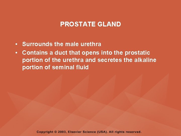 PROSTATE GLAND • Surrounds the male urethra • Contains a duct that opens into