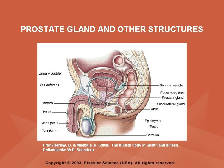 PROSTATE GLAND OTHER STRUCTURES From Herlihy, B. & Maebius, N. (2000). The human body